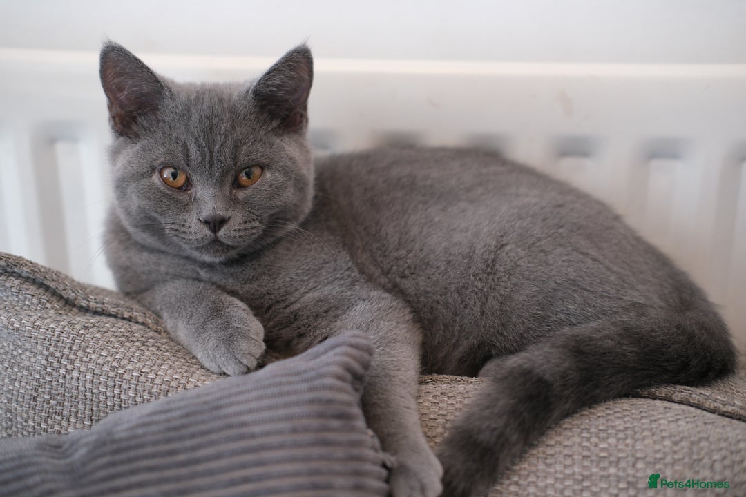 British Shorthair cats for sale: British short hair  - Advert 4