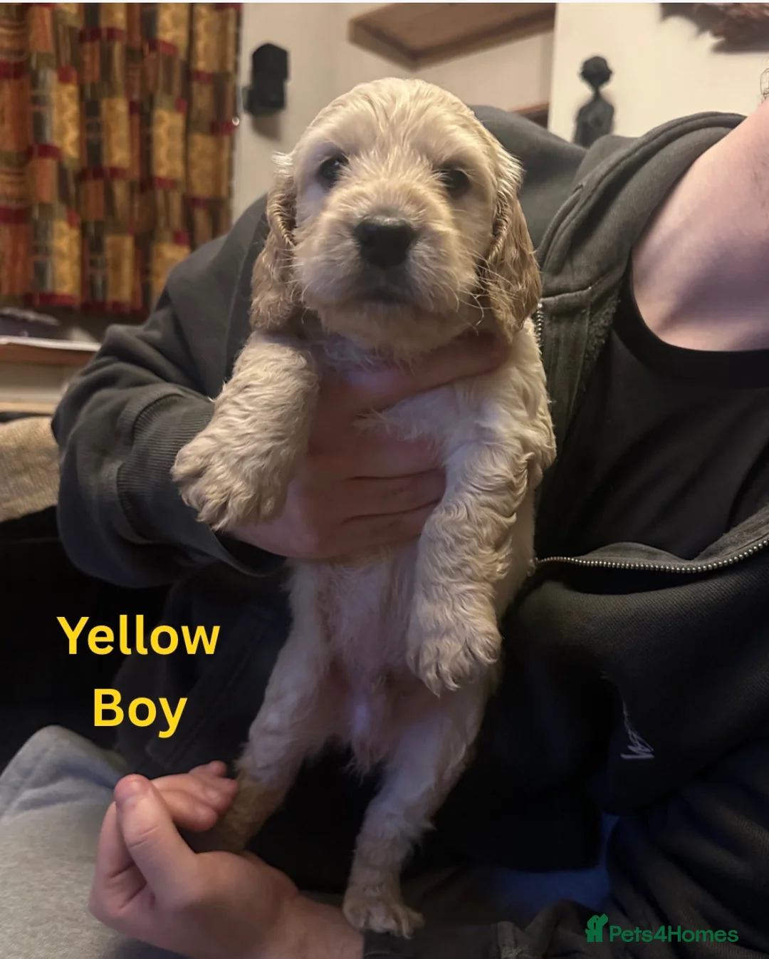 Cockapoo dogs for sale: Wonderful Litter of Cockerpoos, in Belper - Advert 20