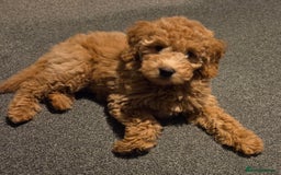 Australian Labradoodle dogs for sale: Australian Labradoodle Bitch fully vaccinated  - Advert 3