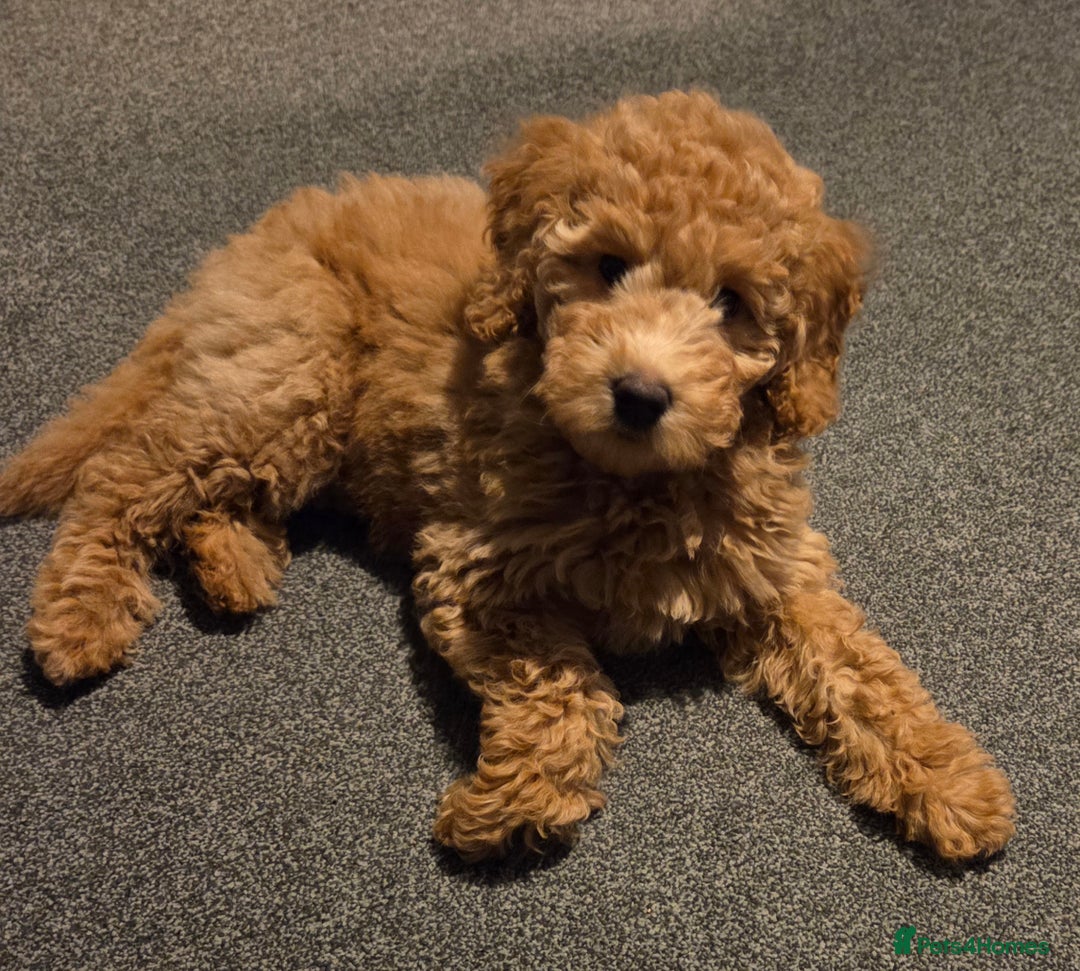 Australian Labradoodle dogs for sale: Australian Labradoodle Bitch fully vaccinated  - Advert 3