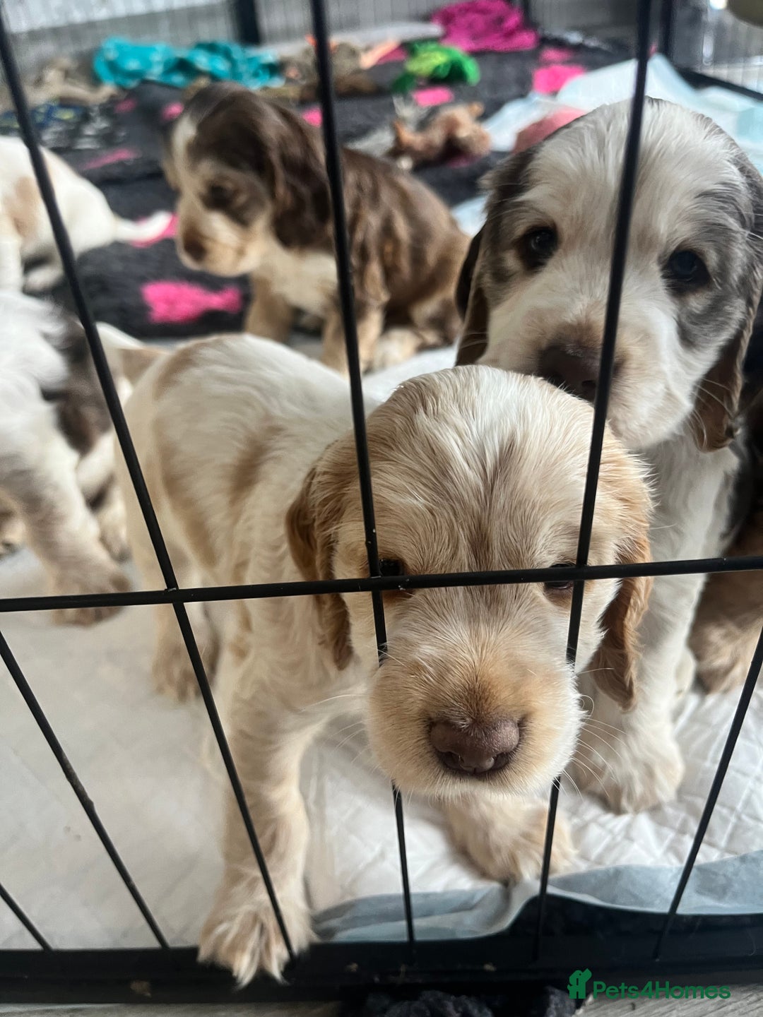 Cocker Spaniel dogs for sale: Cocker Spaniel Puppies - Advert 12