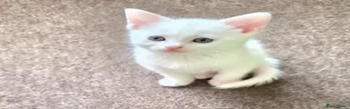 Turkish Angora Kitten 3
