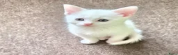 Turkish Angora cats for sale: Whithe Turkish Angora - Advert 22
