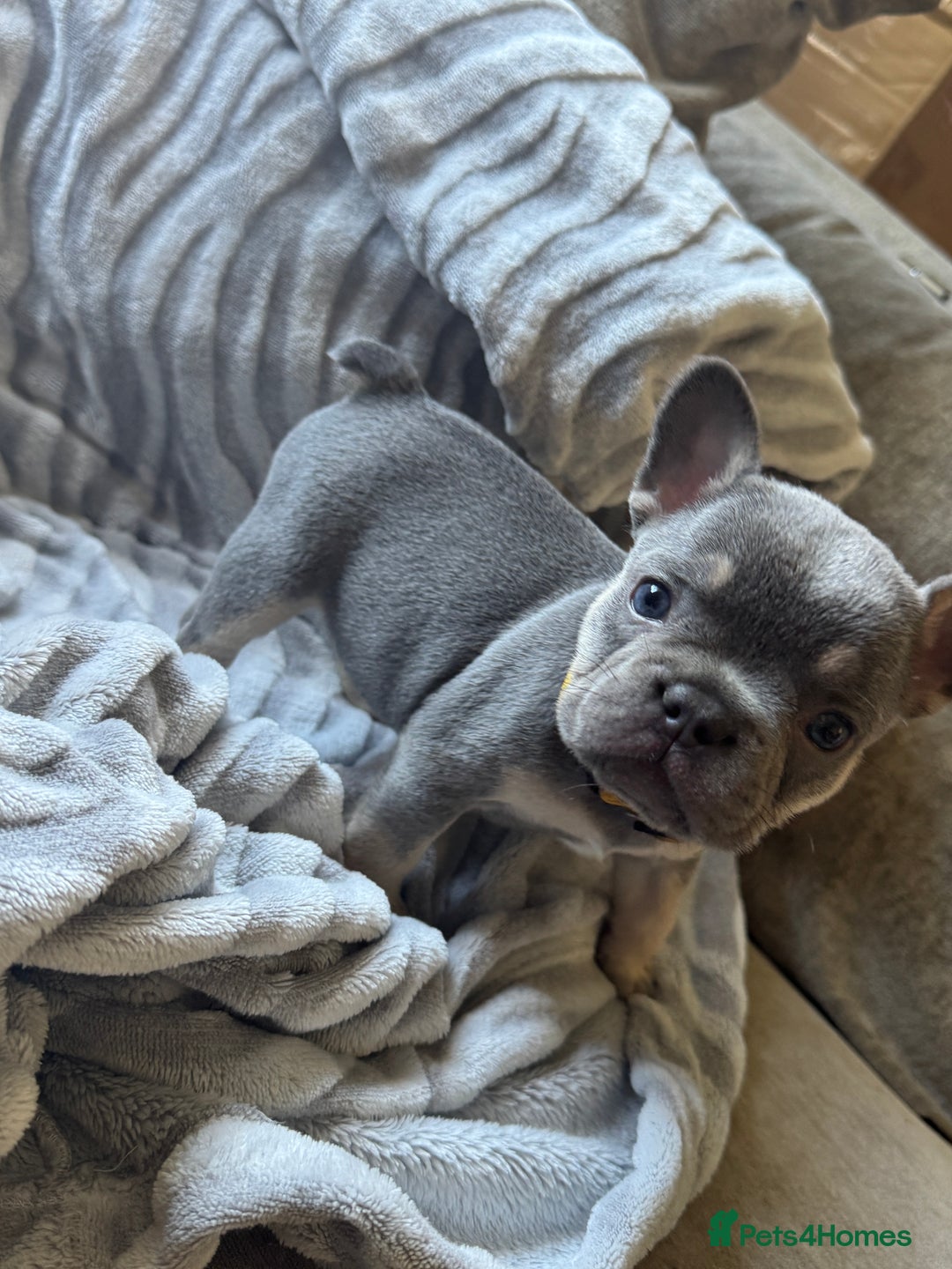 French Bulldog dogs for sale: French bulldog puppies - Image 18