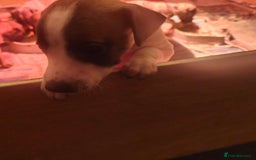 Whippet dogs for sale: Whippet pups  - Image 17