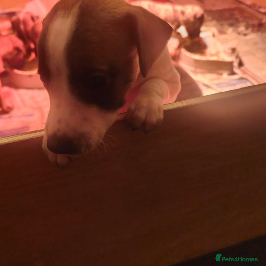Whippet dogs for sale: Whippet pups  - Image 17