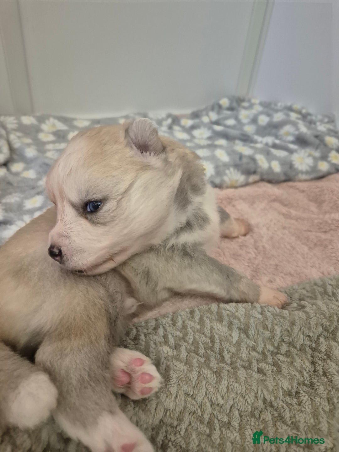 Pomsky dogs for sale: The perfect Blue eyed pomskys  - Advert 5