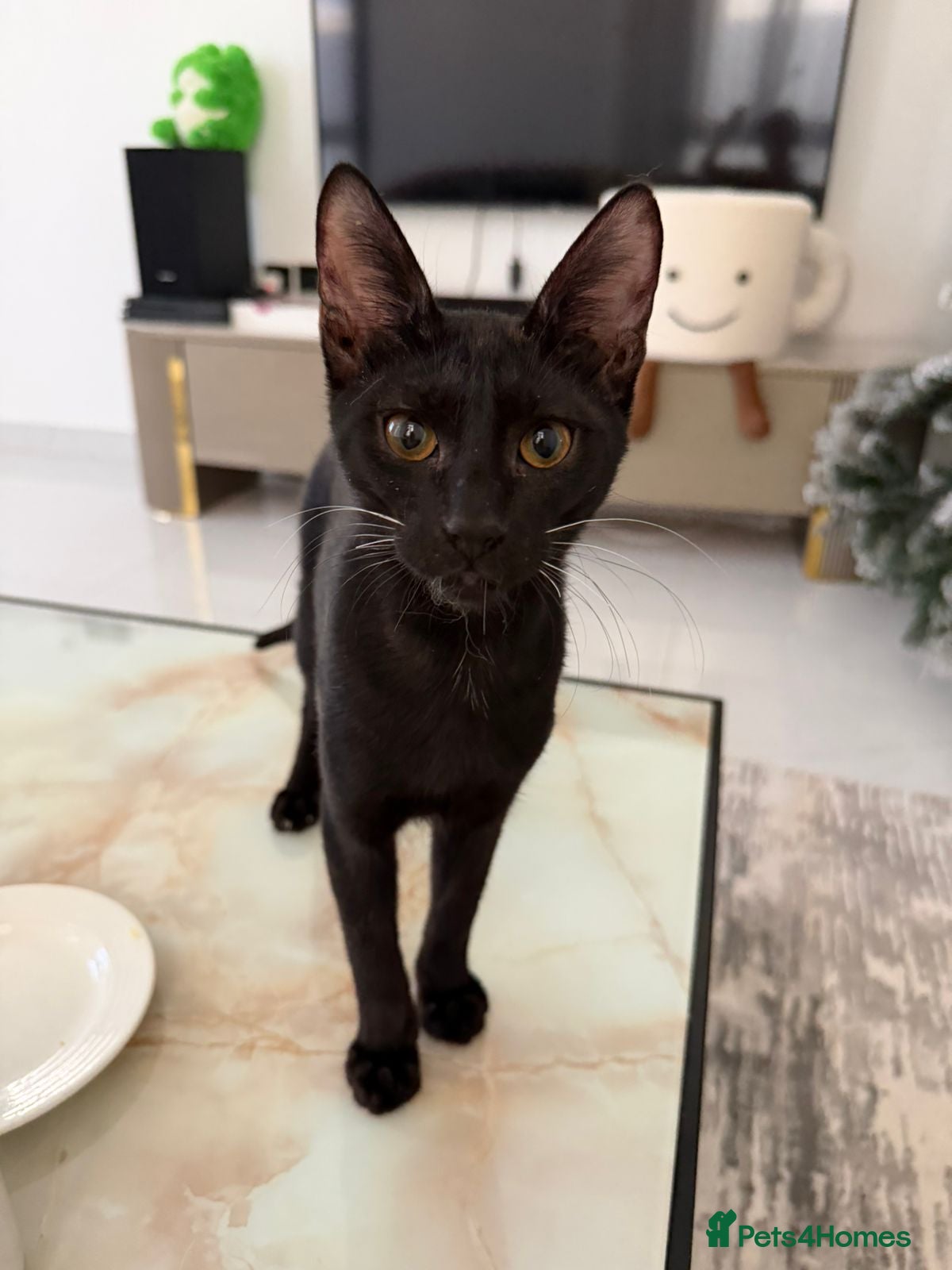 Arabian Mau cats Cuddly black kitten with unique white whiskers - Advert 3