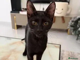 Arabian Mau cats Cuddly black kitten with unique white whiskers - Advert 1
