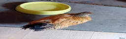 Chickens poultry for sale: Indoor Therapy Serama Hen -  Highly Tame - Advert 11