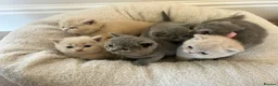 British Shorthair cats for sale: Breathtaking purebred British shorthair kittens - Advert 23