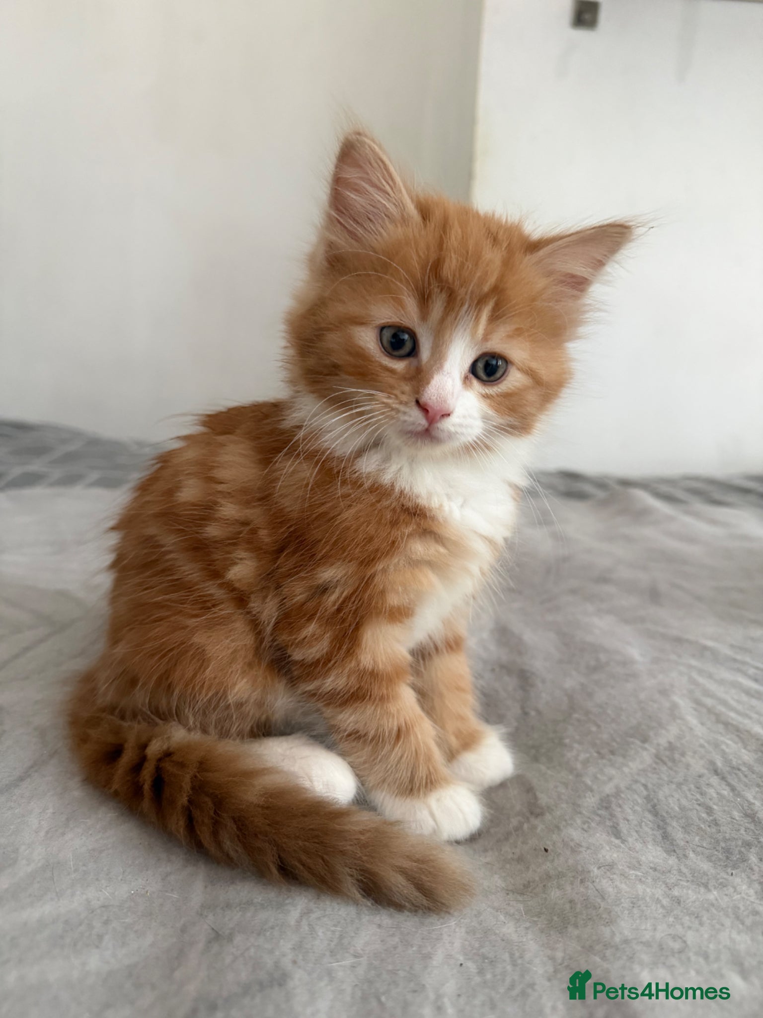 Mixed Breed Kitten 1