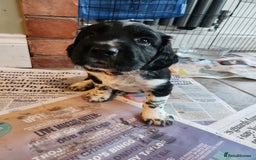 English Springer Spaniel dogs for sale: KC Registered ESS Pups *WELL MARKED* - Image 30