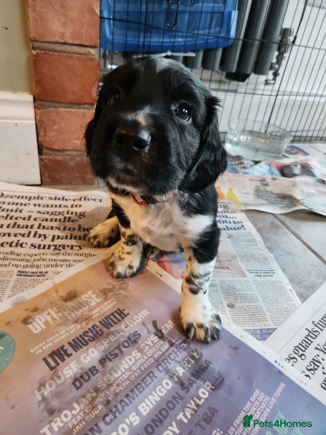 English Springer Spaniel dogs for sale: KC Registered ESS Pups *WELL MARKED* - Image 30
