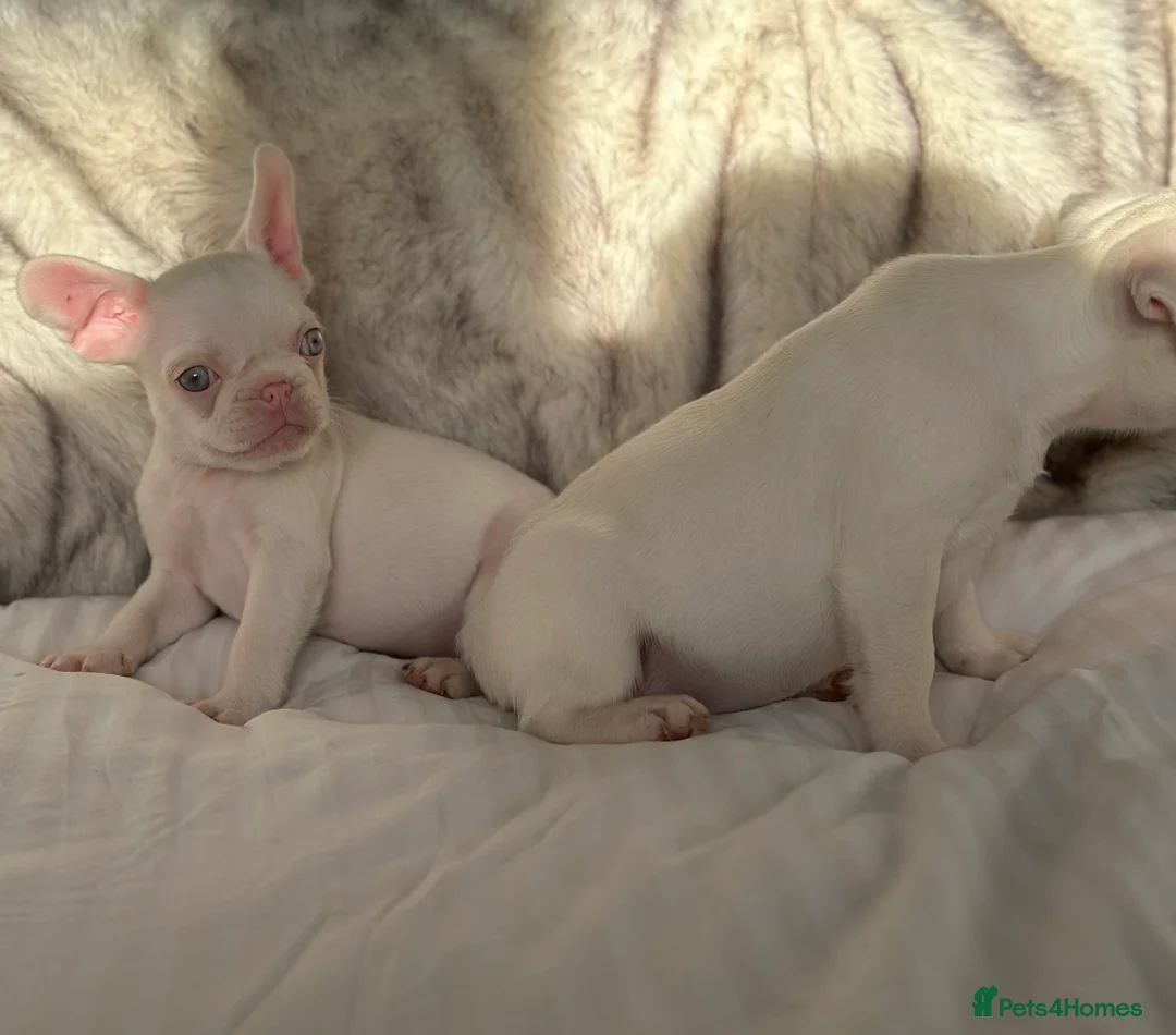 French Bulldog dogs for sale: READY NOW KC registered French Bulldog puppies - Advert 2