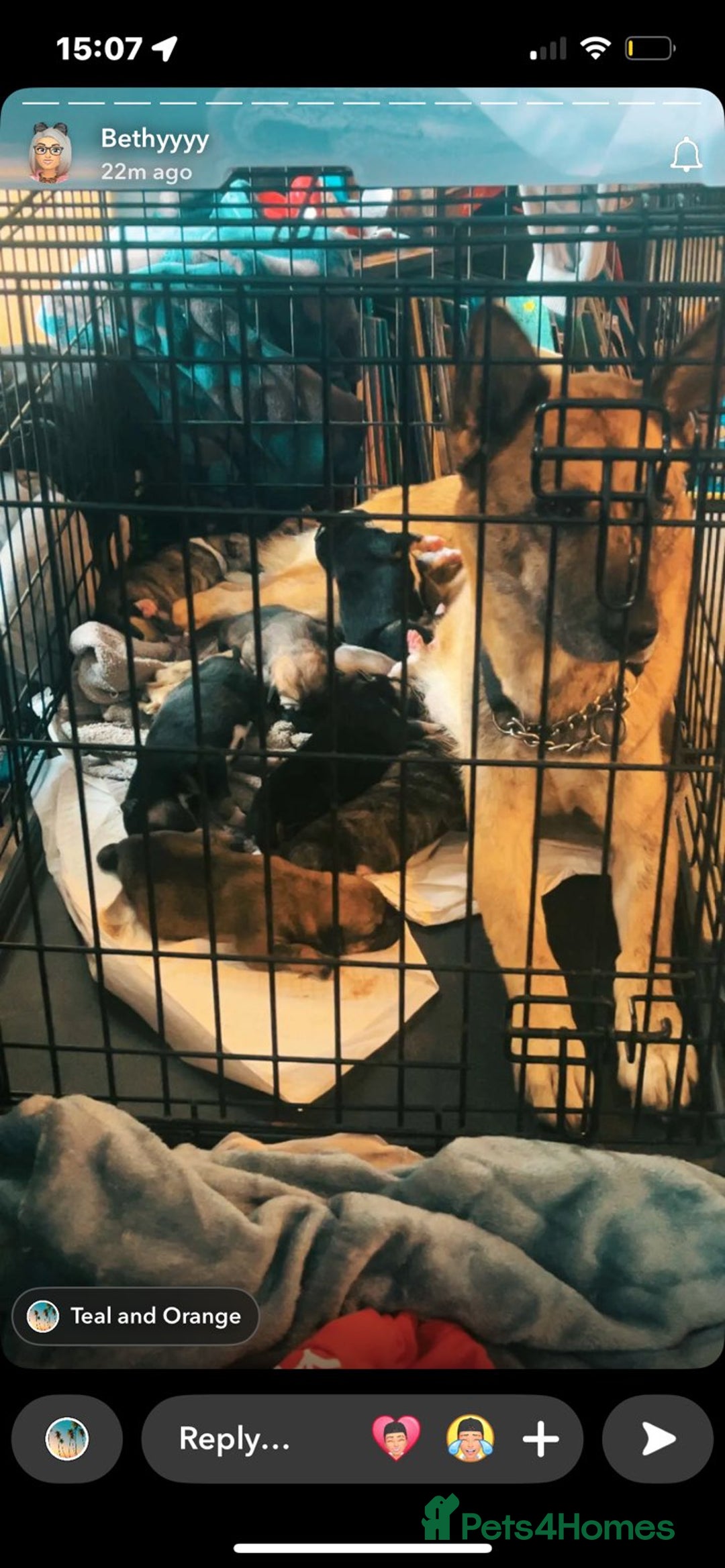 Huskita dogs for sale: Husky x akita puppys - Image 1
