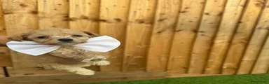 Cockapoo 1