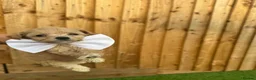 Cockapoo dogs for sale: Beautiful Cockapoo Puppies - Advert 12