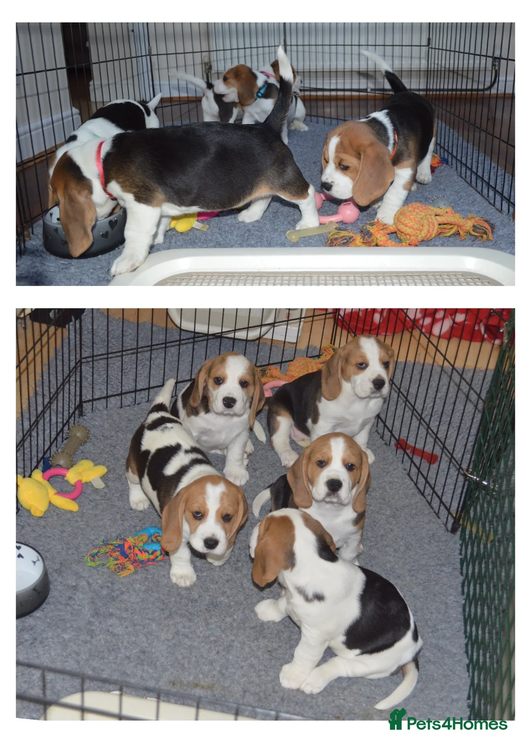 Beagle dogs for sale: CH Sired, Fully Health Tested, KC Reg, Beagle Pups - Advert 8