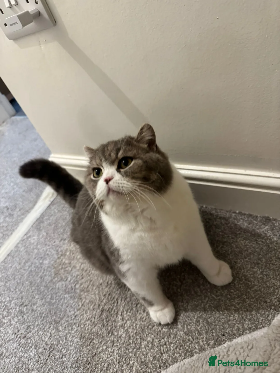 British Shorthair cats for sale: British short haired for sale  - Advert 1