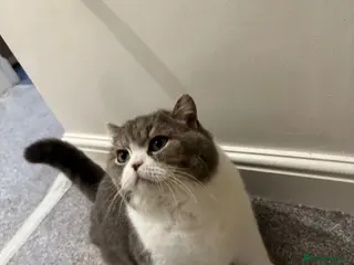 British Shorthair cats British short haired for sale - Advert 11