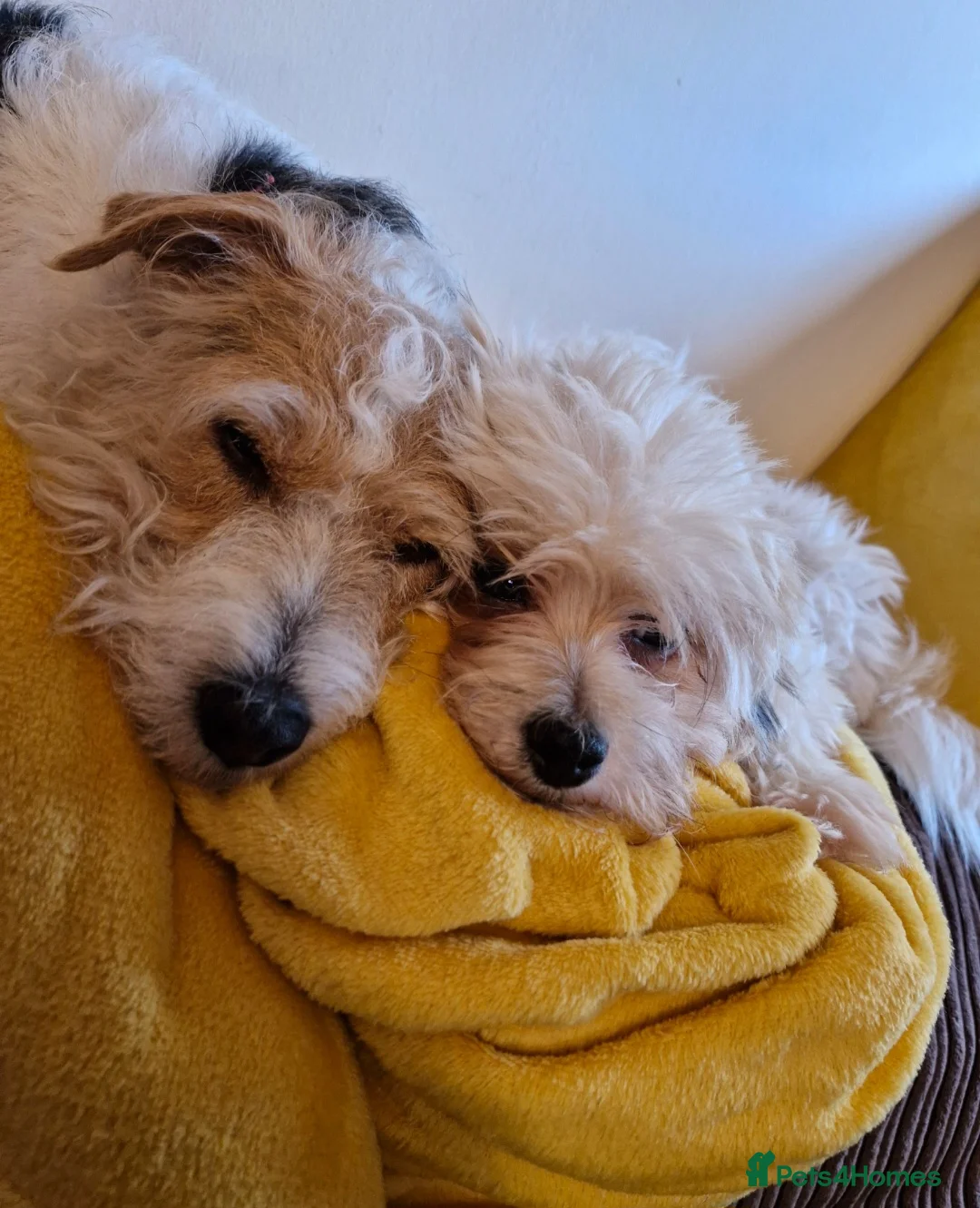 Mixed Breed dogs for sale: Loving Home Wanted for Leila - Advert 4