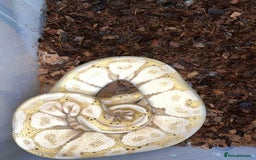 Python Snake reptiles for sale: Ball pythons for sale  - Image 3