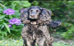 Cocker Spaniel dogs for stud: Dog for STUD  - Image 5