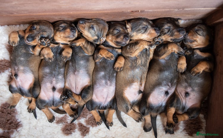 Dachshund dogs - Advert 1