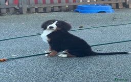 Bernese Mountain Dog dogs for sale: 2 kc reg girl Bernese mountain dog puppies  - Advert 6