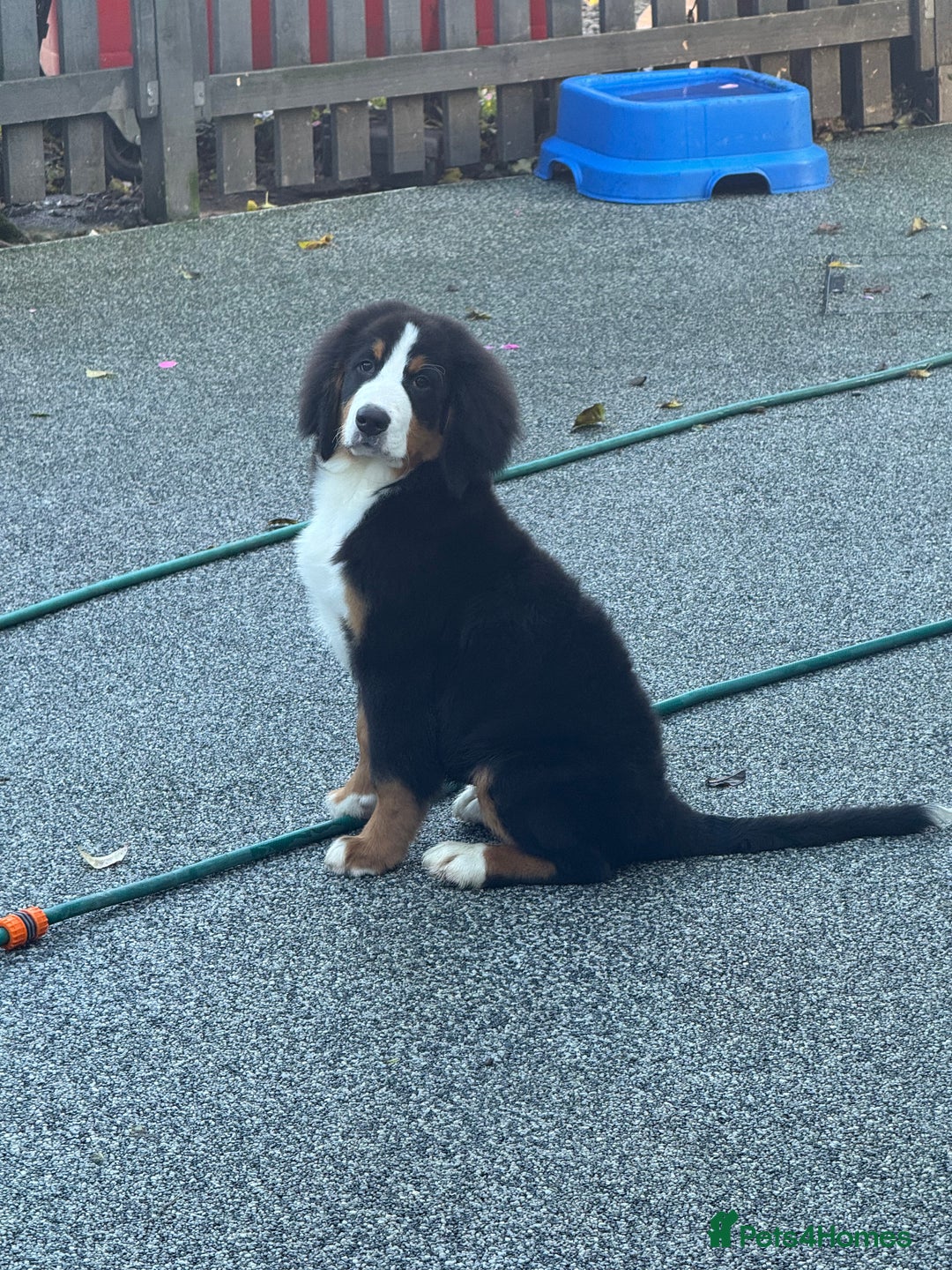 Bernese Mountain Dog dogs for sale: 2 kc reg girl Bernese mountain dog puppies  - Advert 6