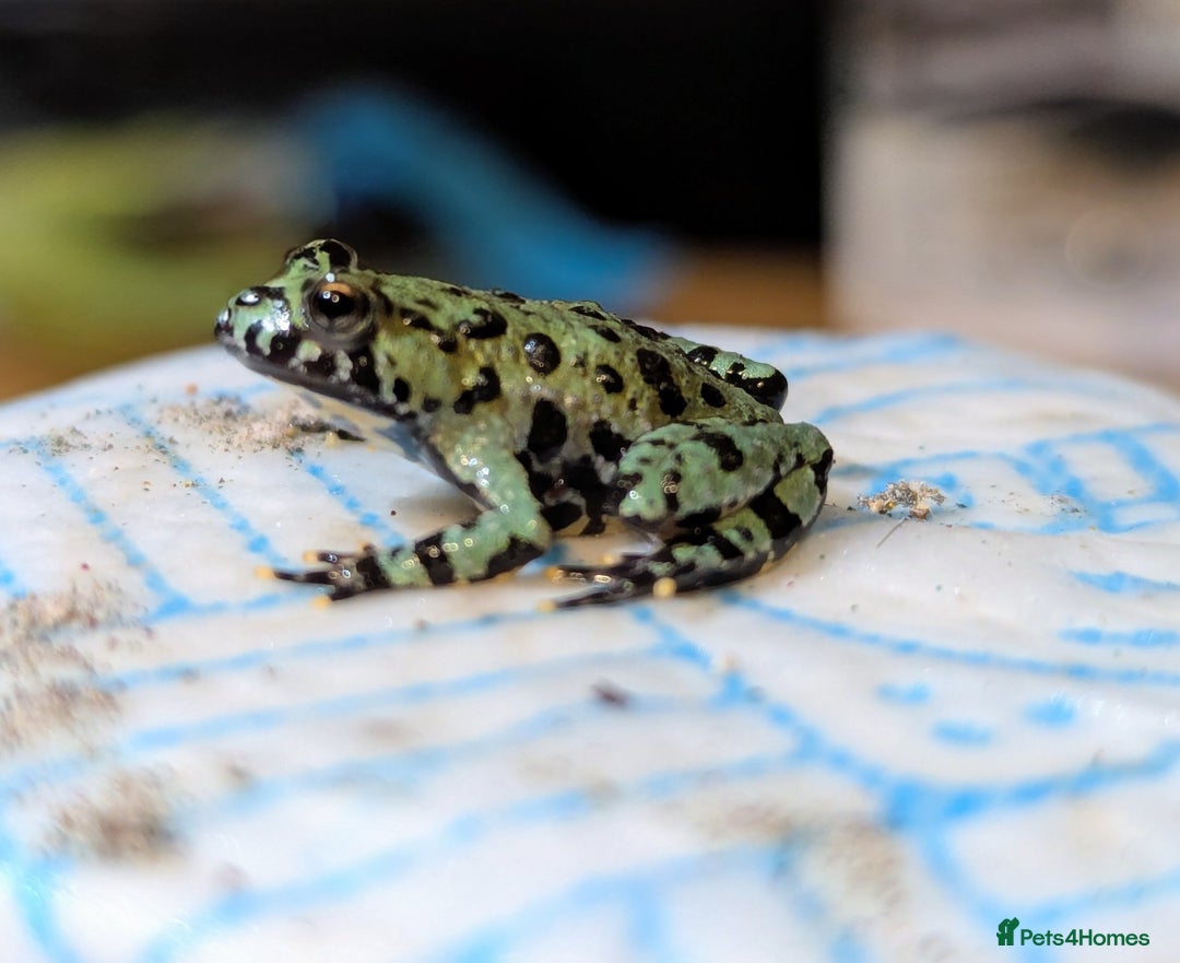 Frog reptiles for sale: Oriental fire-bellied toad (Bombina orientalis - Advert 1
