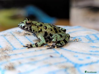 Frog reptiles Oriental fire-bellied toad (Bombina orientalis - Advert 1