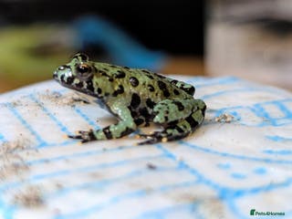 Frog reptiles Oriental fire-bellied toad (Bombina orientalis - Advert 6