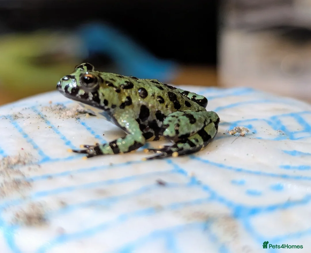 Frog reptiles for sale: Oriental fire-bellied toad (Bombina orientalis - Advert 1