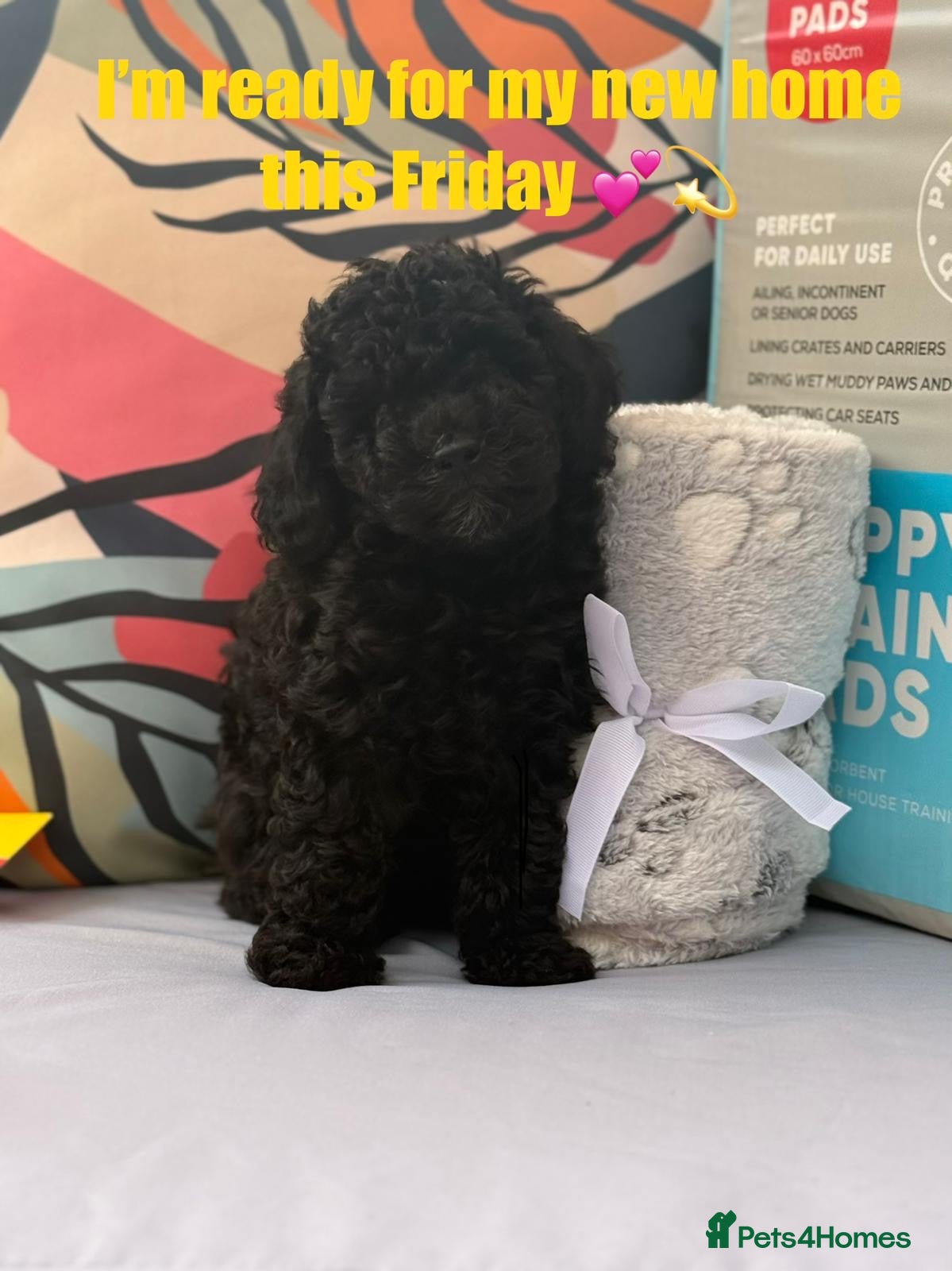 Cockapoo dogs Toy Cockapoo Puppies | DNA & Health Tested Parents - Advert 2