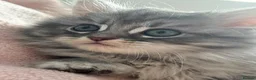 Scottish Fold cats for sale: Absolutely stunning Scottish straight kittens  - Advert 9