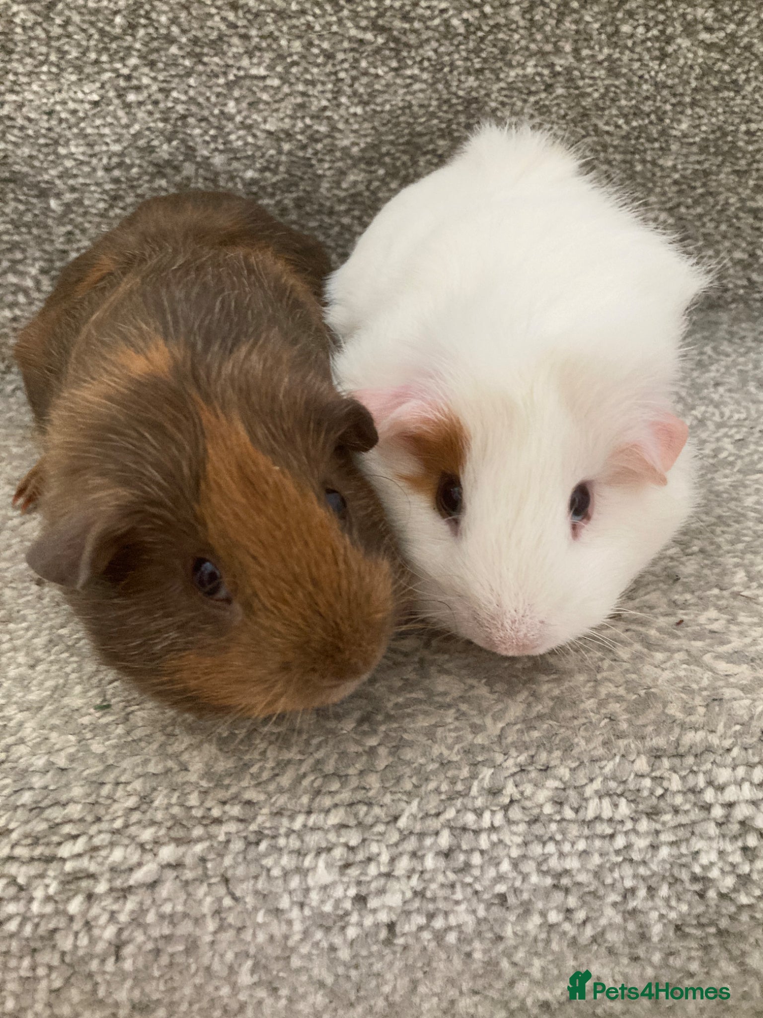 Guinea Pig rodents Pretty baby sows - Advert 6