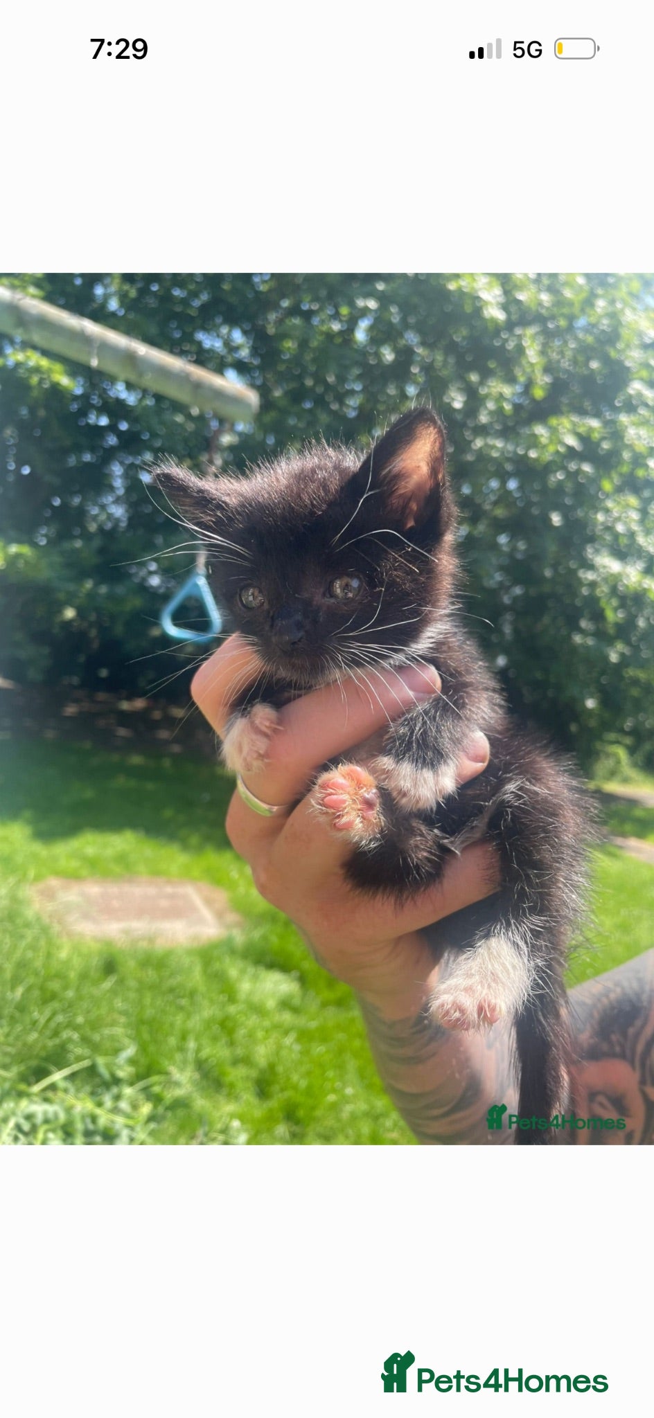 Mixed Breed cats Black and white kitten - Advert 2