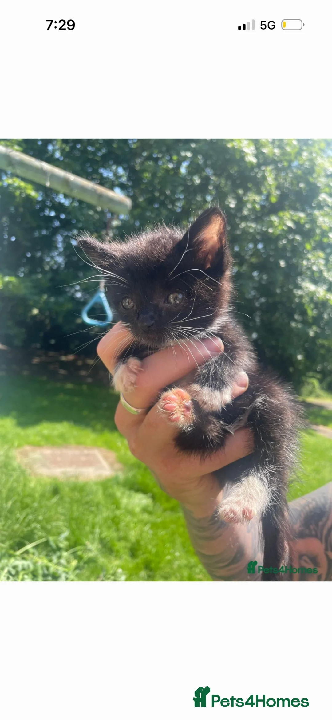 Mixed Breed cats for sale: Black and white kitten in Stockton-on-Tees - Advert 1