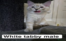 Ragdoll cats for sale: 3 beautiful ragdolls seal point/tabby point - Image 8