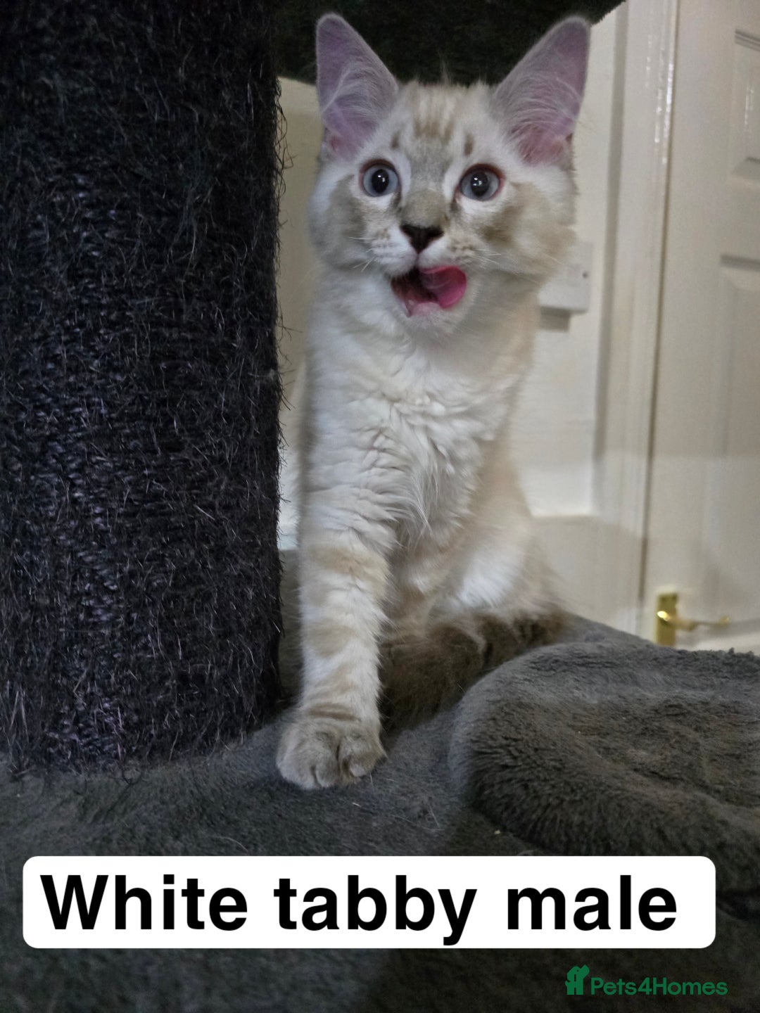 Ragdoll cats for sale: 3 beautiful ragdolls seal point/tabby point - Image 8