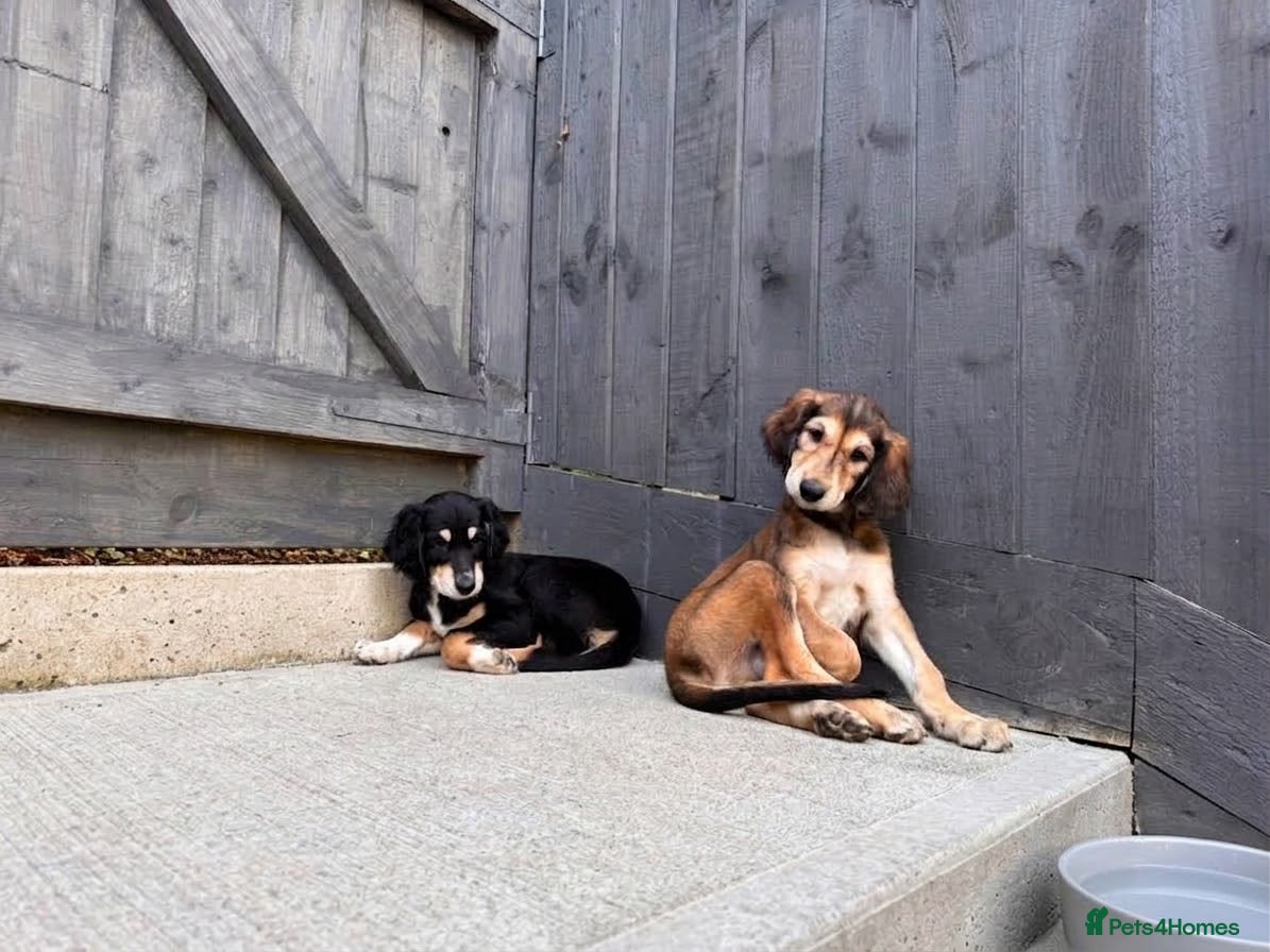 Saluki dogs KC male saluki puppies ready now  - Advert 2