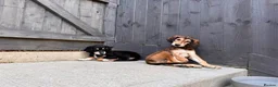 Saluki dogs for sale: Male  Saluki puppy 10 weeks old  - Advert 10