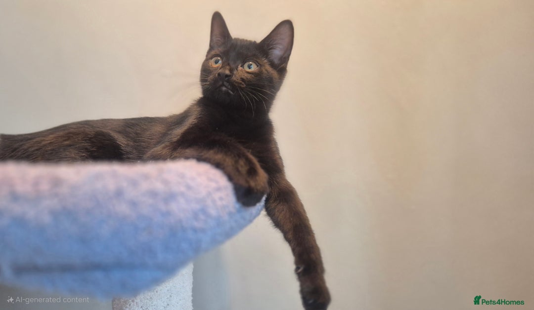 Mixed Breed cats for sale: 2 beautiful kittens for sale in Southampton - Image 2