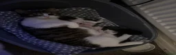 Mixed Breed cats for sale: Boy kitten - Advert 8