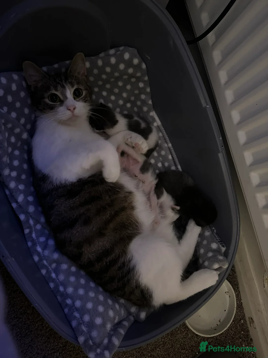 Mixed Breed cats for sale: Boy kitten - Advert 8