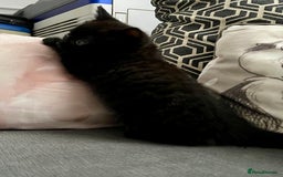 British Shorthair cats for sale: Male,Female  - Image 13