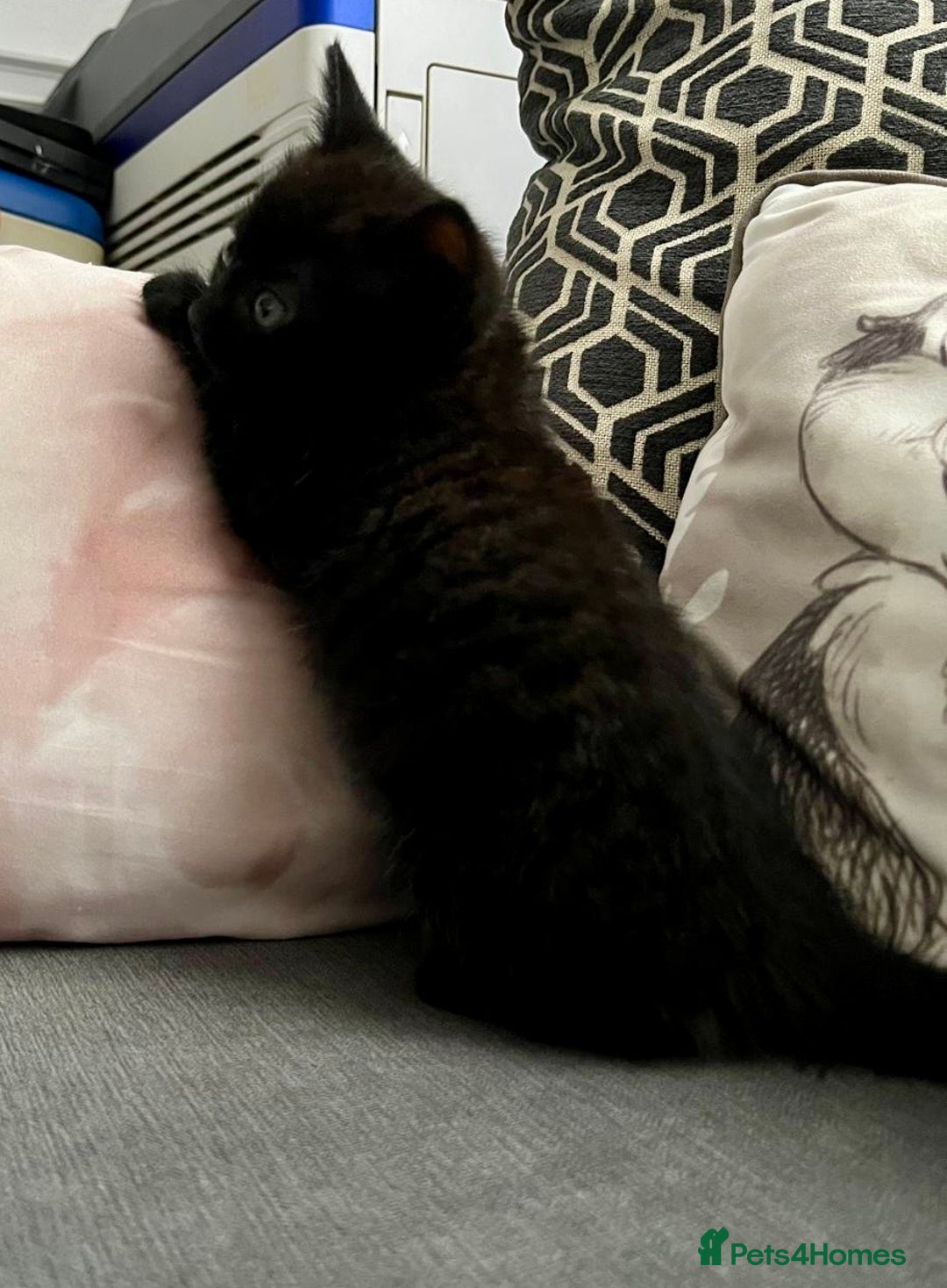 British Shorthair cats for sale: Male,Female  - Image 13