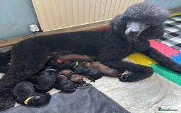 Mixed Breed dogs for sale: F1 Saint Berdoodles - Image 28